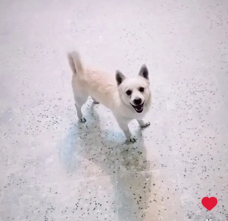 واگذاری سگ نر|سگ|کاشان, فاز ۲ ناجی آباد|دیوار