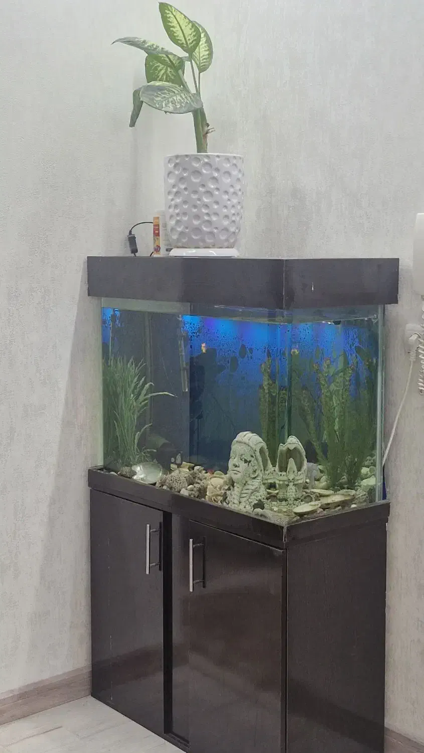 اکواریوم|ماهیگیری|مشهد, عامل|دیوار