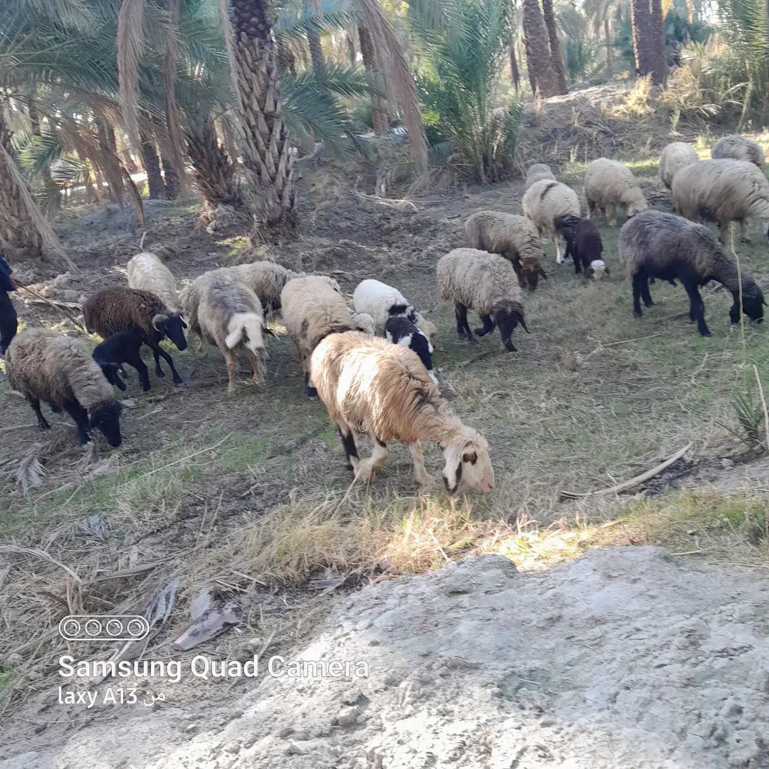 میش ترکی بره دار داشتی|حیوانات مزرعه|جره و بالاده, |دیوار