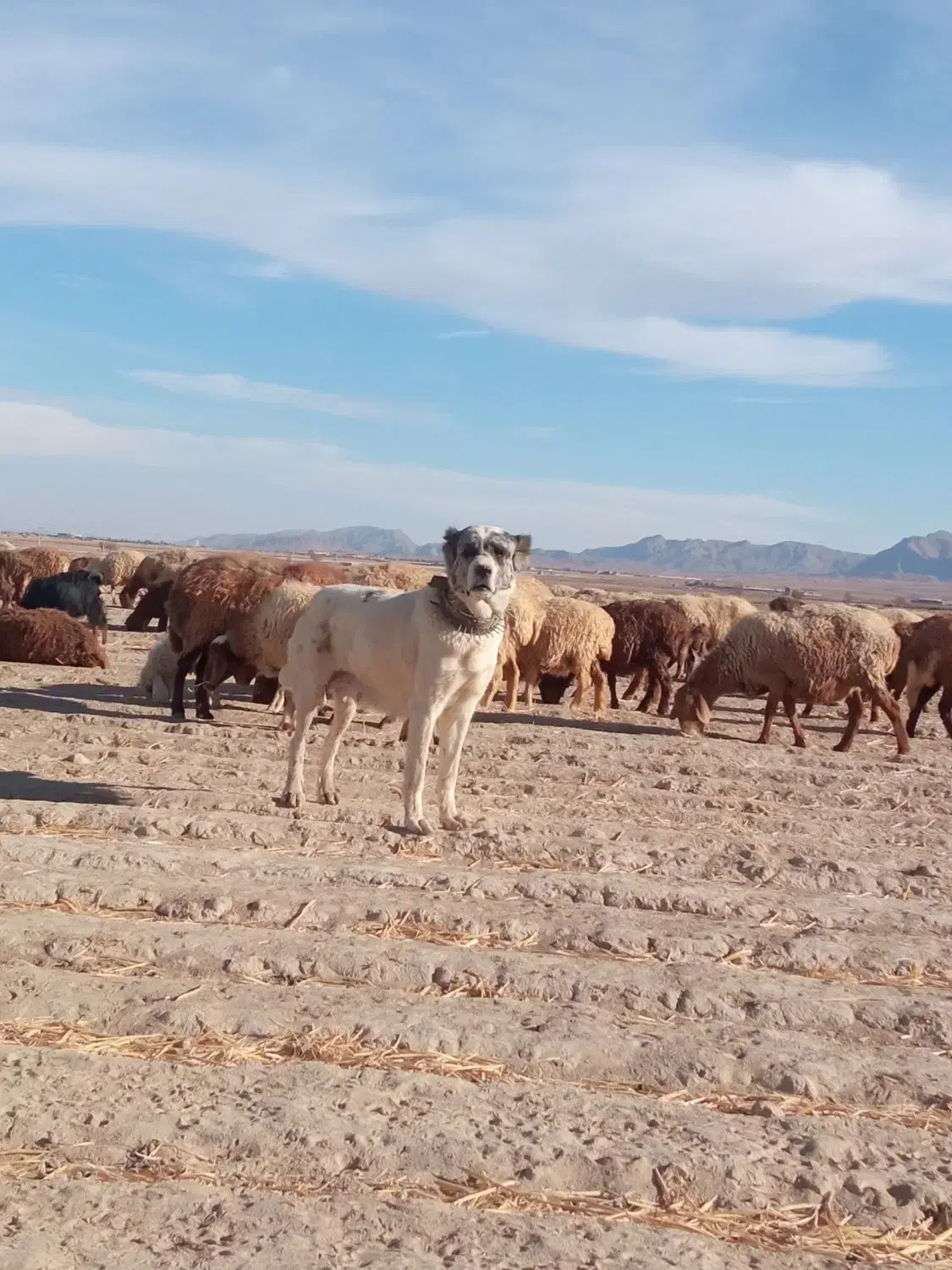 سگ گله ای|سگ|قائن, |دیوار