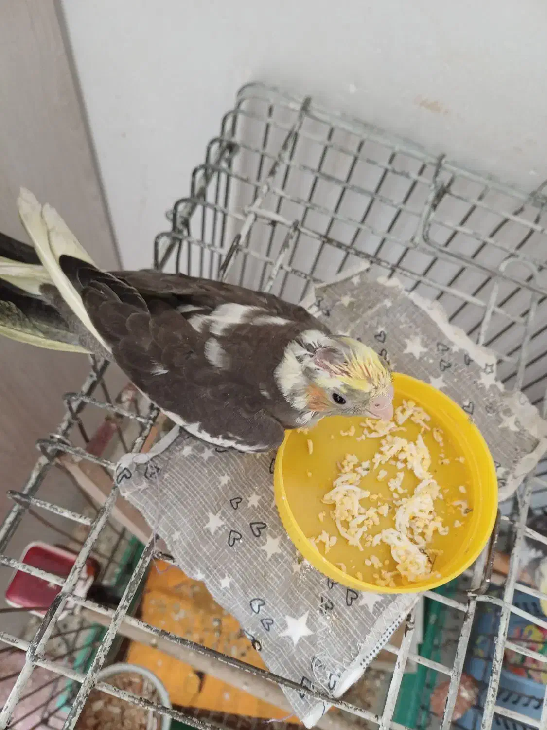 یک جفت عروس  هلندی   به فروش میرسد|پرنده|پاکدشت, پاکدشت (مامازند)|دیوار