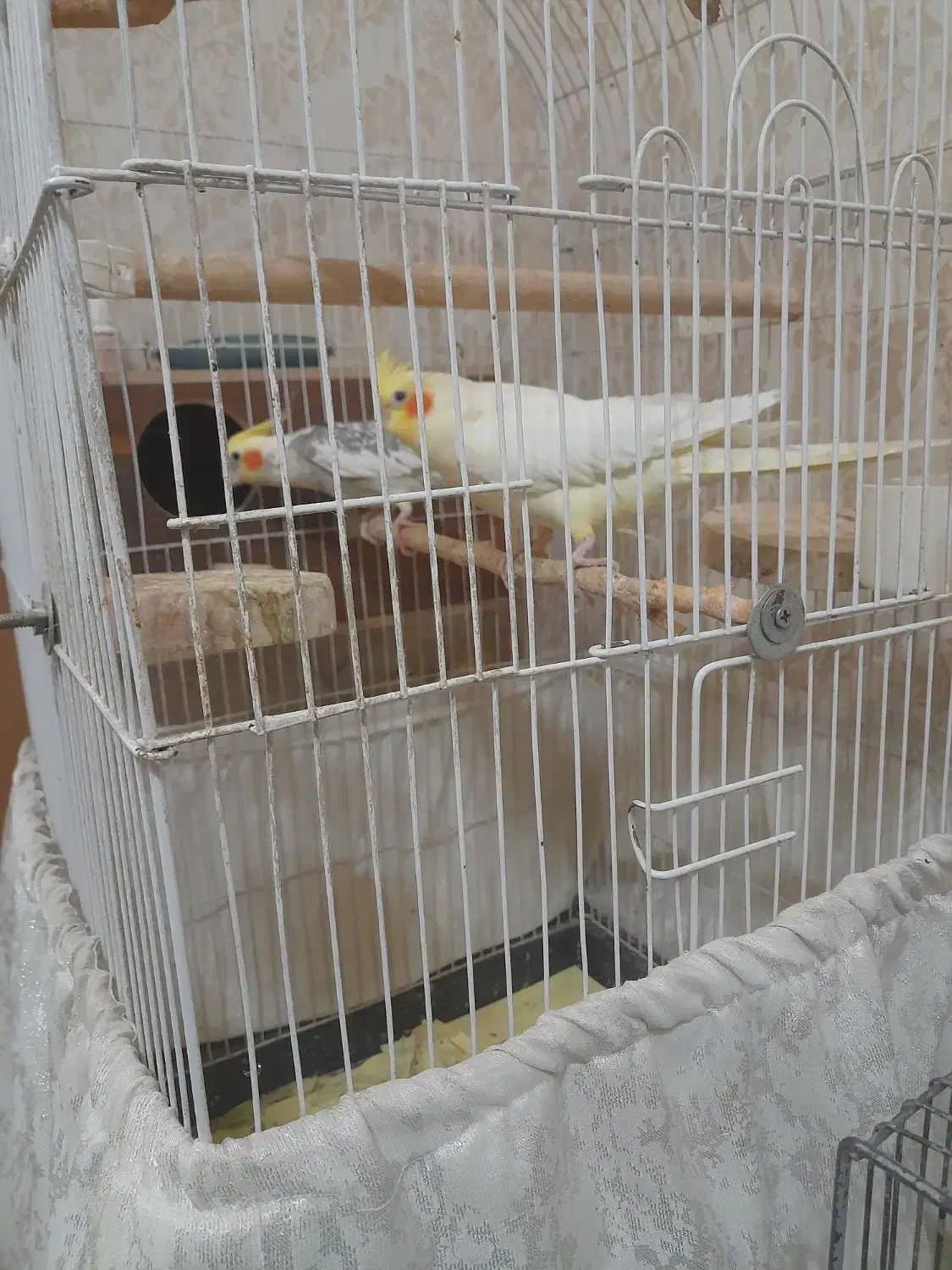 عروس هلندی سخنگومولد|پرنده|تهران, امام زاده عبدالله|دیوار