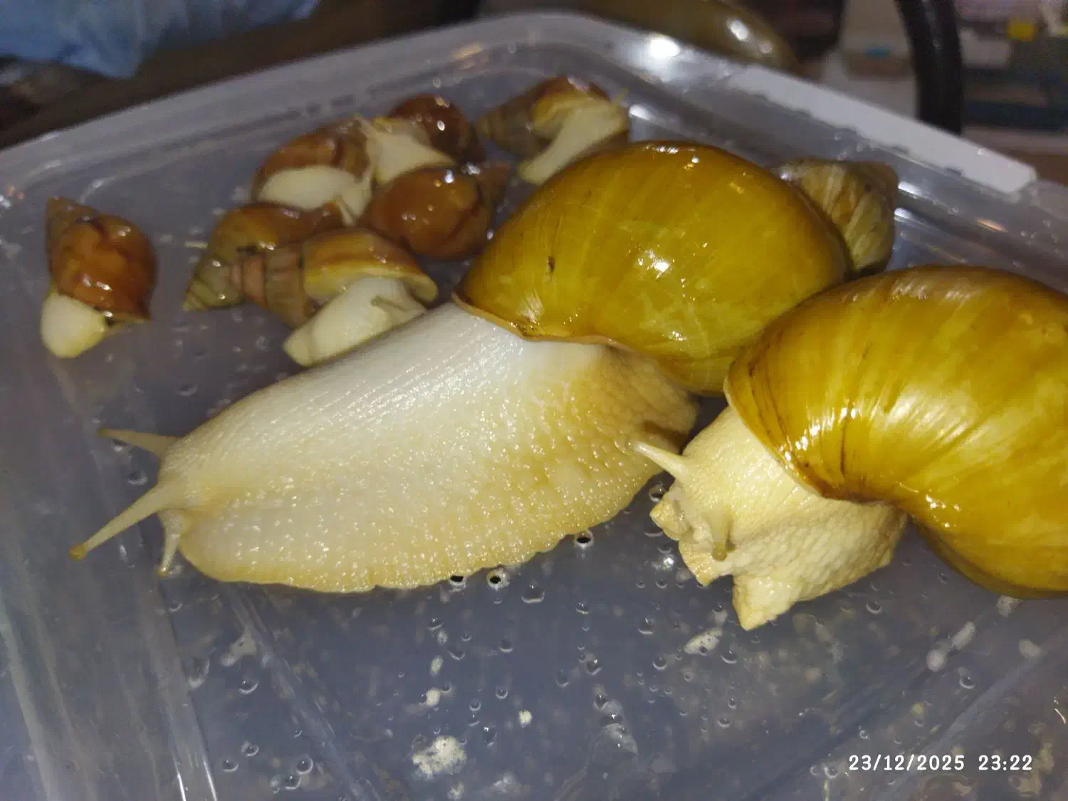 حلزون آچاتینا|خزنده|دزفول, |دیوار