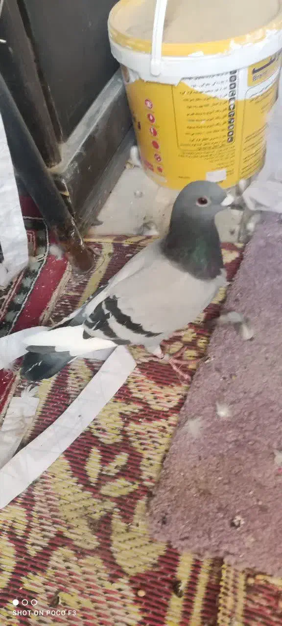 کفتر|پرنده|قم, یزدانشهر|دیوار