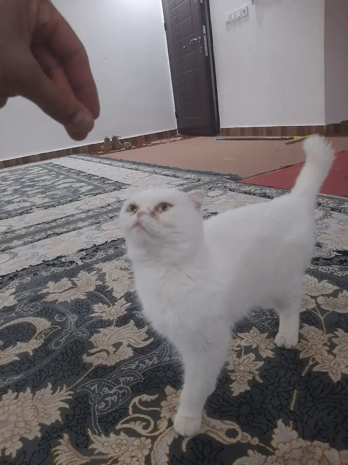 گربه پرشین ماده|گربه|آزادشهر, |دیوار