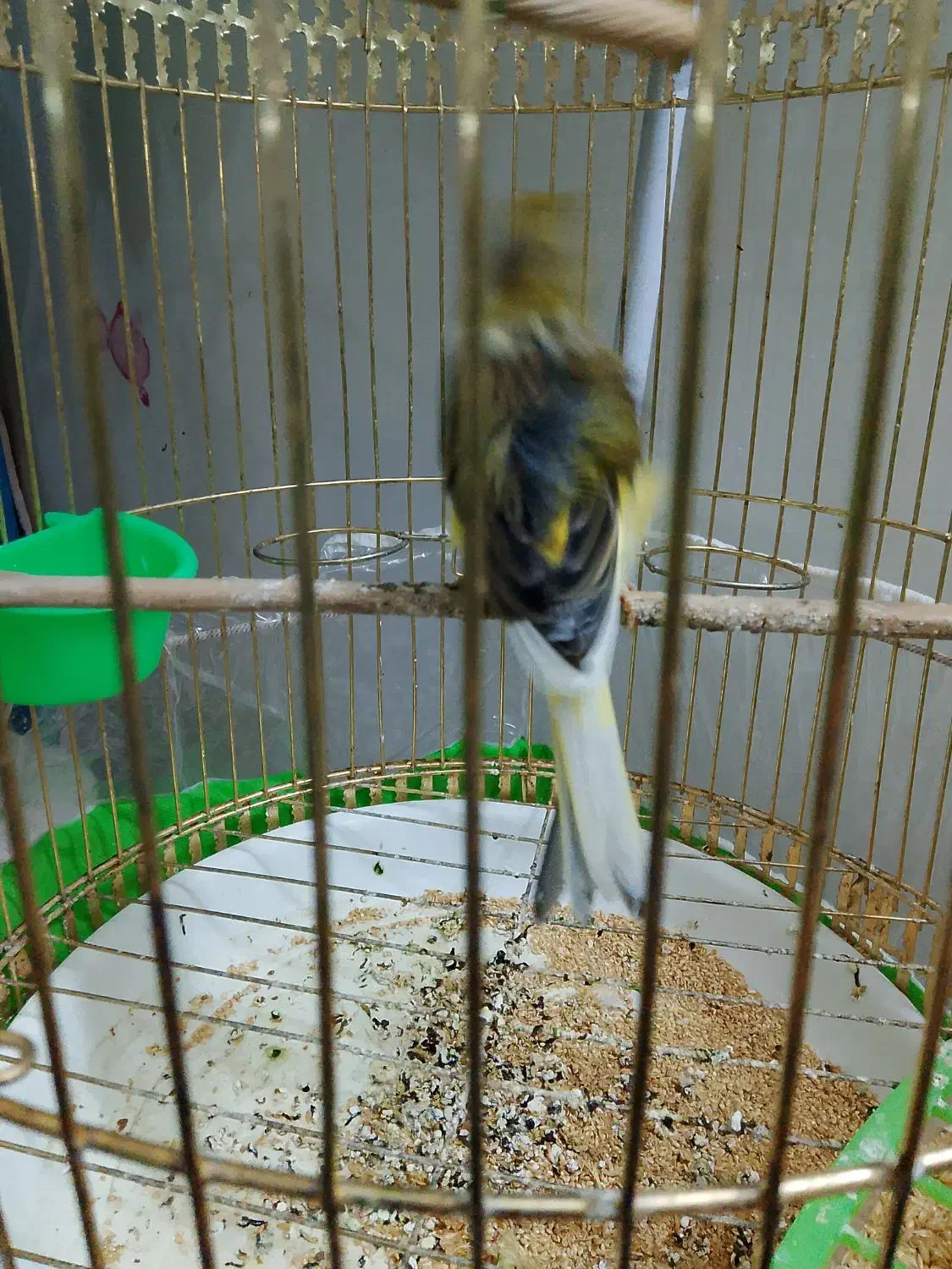 قناری ماده ابلغ پرتغالی فر معاوضه بانر مست خوان|پرنده|چناران, |دیوار