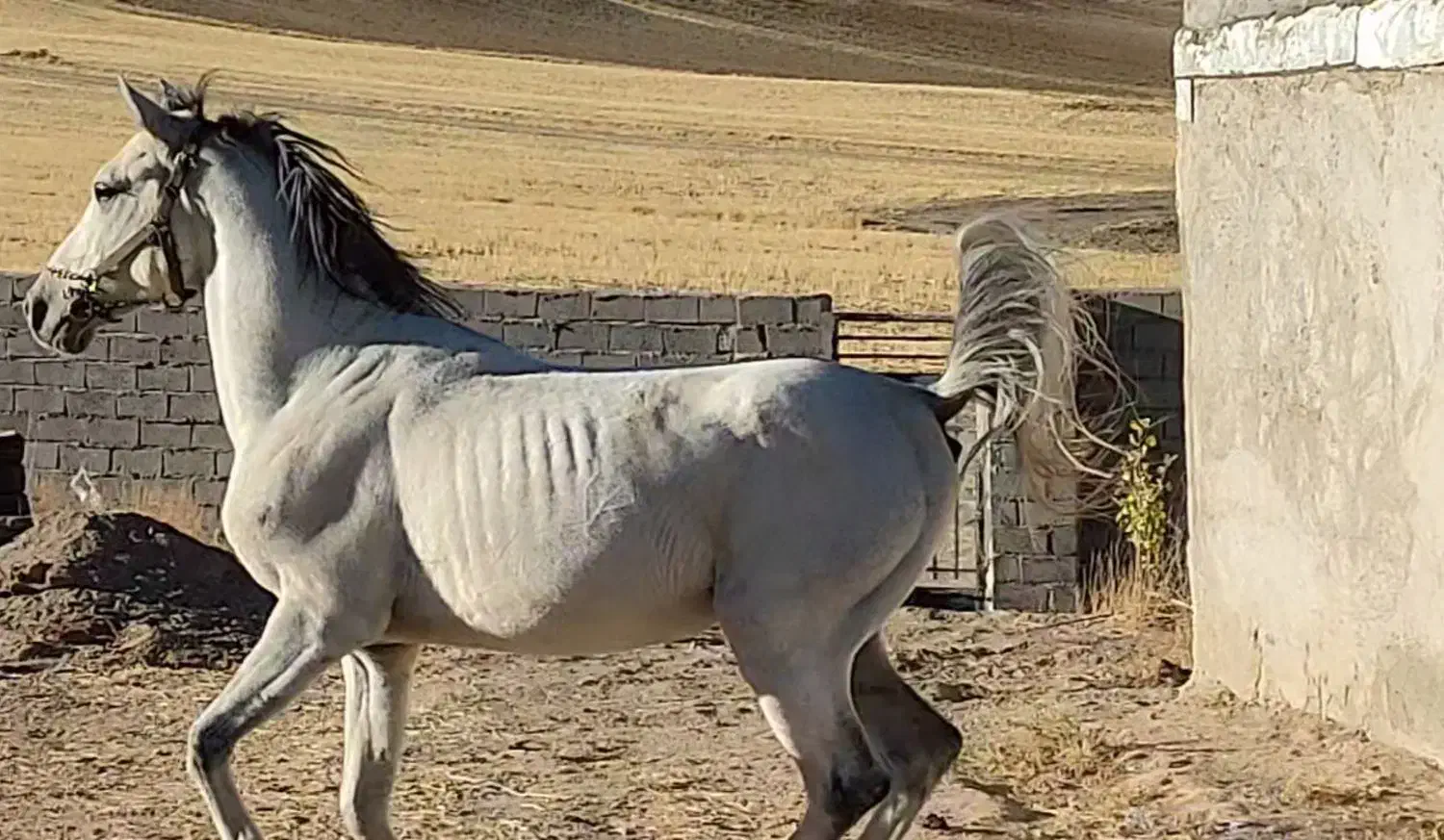 فروش اسب نریان کرد 5 سال|اسب و تجهیزات اسب‌سواری|تکاب, |دیوار