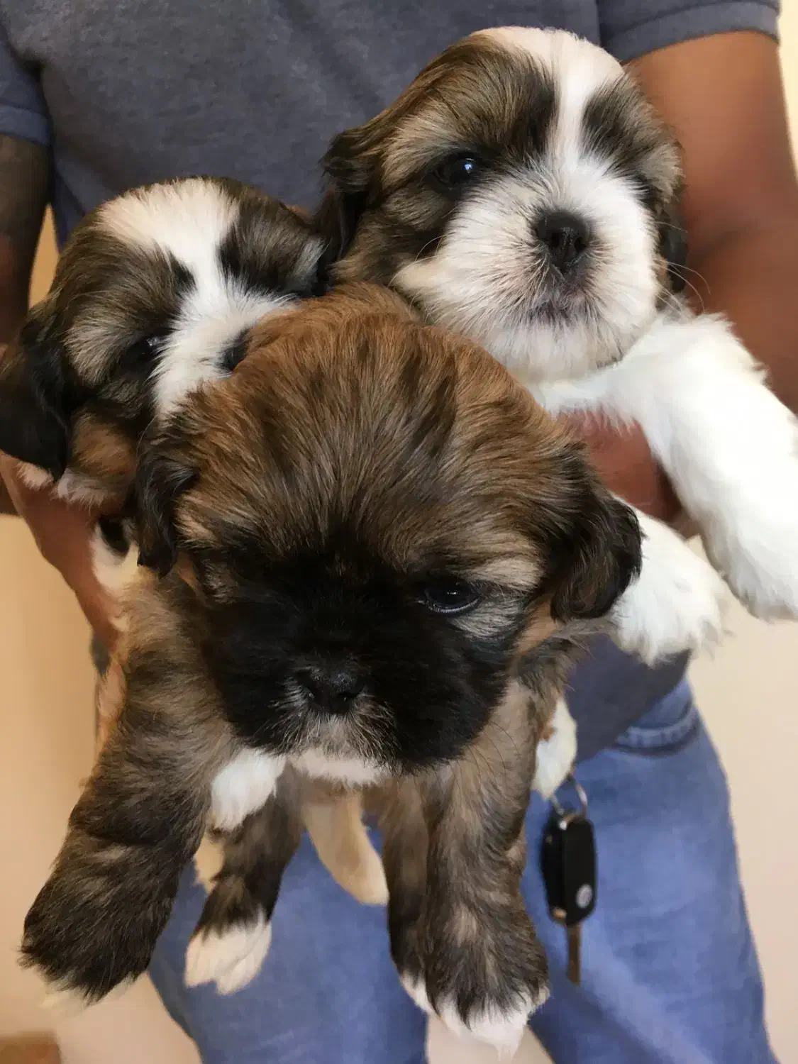 توله شیتزوکراس|سگ|شیراز, باغ تخت|دیوار