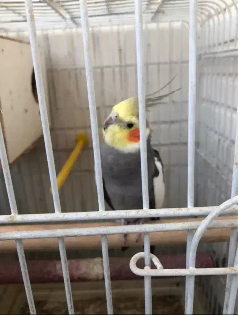 هلندی و برزیلی معاوضه|پرنده|کرج, عظیمیه|دیوار