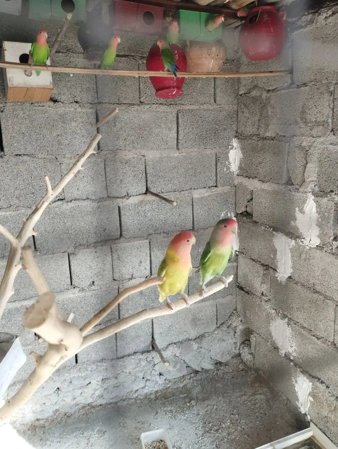 سلام دوستان عزیز چند جفت طوطی برزیلی برای فروش|پرنده|قصرقند, |دیوار