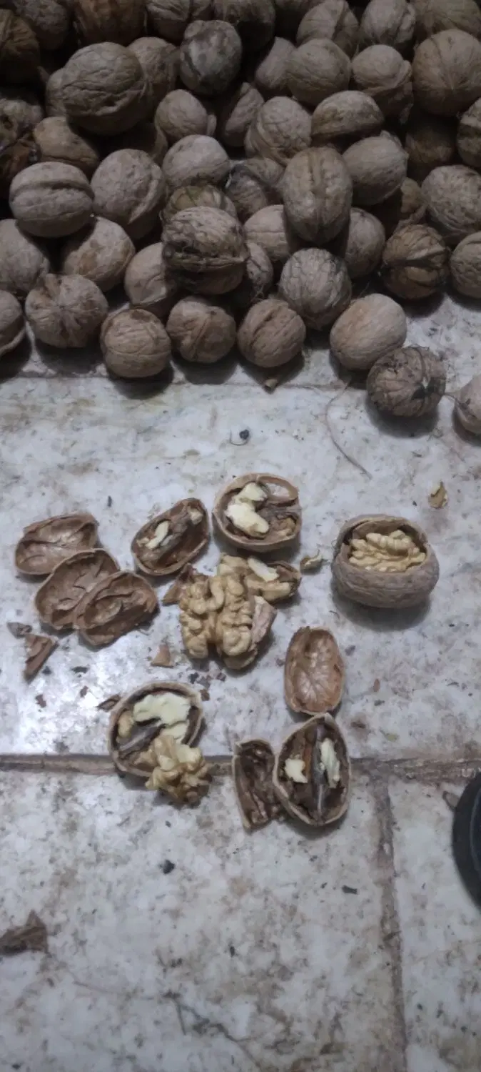 گردو|خوردنی و آشامیدنی|خوانسار, |دیوار