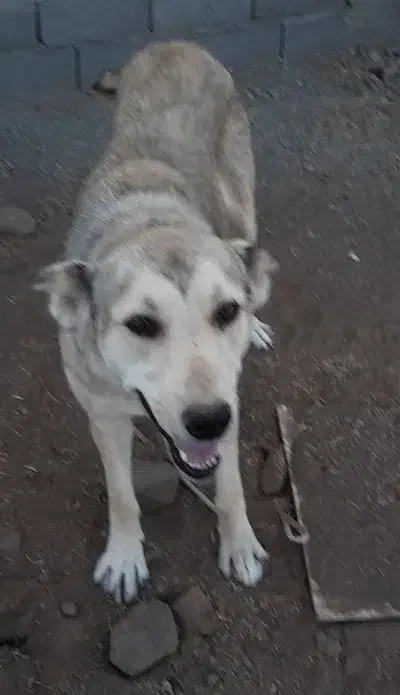 سگ سرابی ماده|سگ|اردبیل, |دیوار