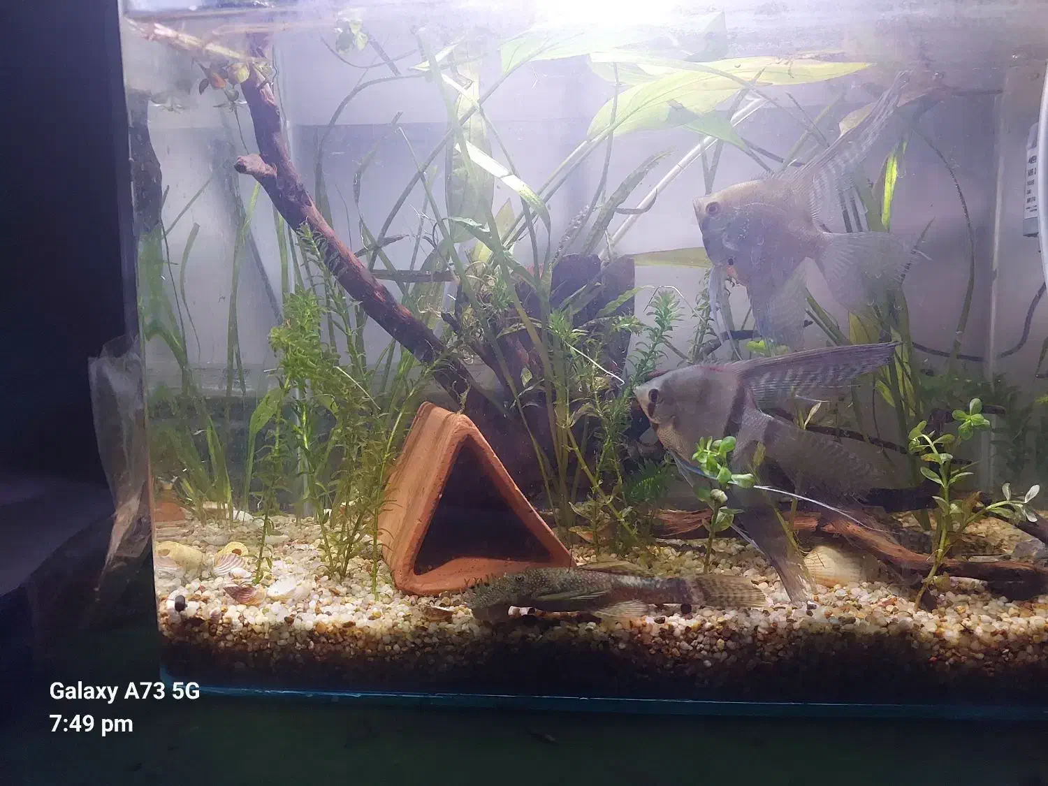 ماهی ، آکواریوم ، آنجل و پوزه بوته ای پمپ هوا|ماهی|گرگان, |دیوار