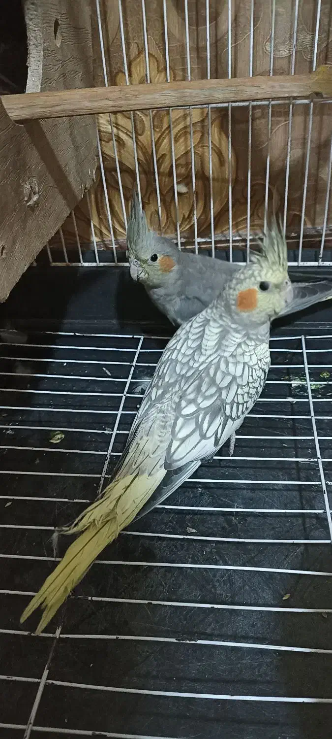 یک جفت عروس هلندی|پرنده|صباشهر, |دیوار