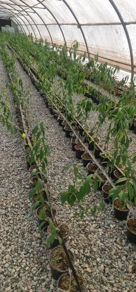 نهال و نشا آقای دکتر سعادتی|خدمات باغبانی و درختکاری|محمدشهر, محمدشهر|دیوار