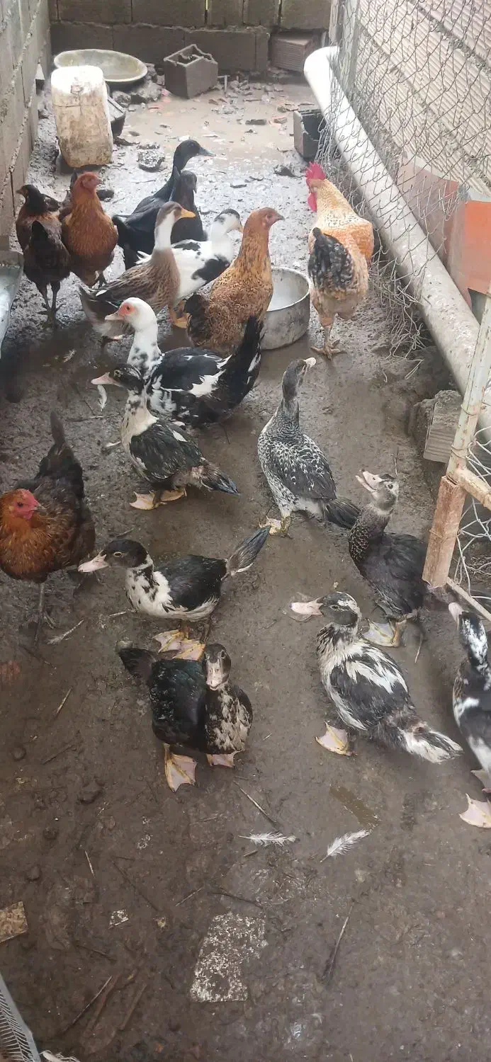 چند عدد اردک اسراییلی  ک محلی به فروش|حیوانات مزرعه|نوشهر, |دیوار