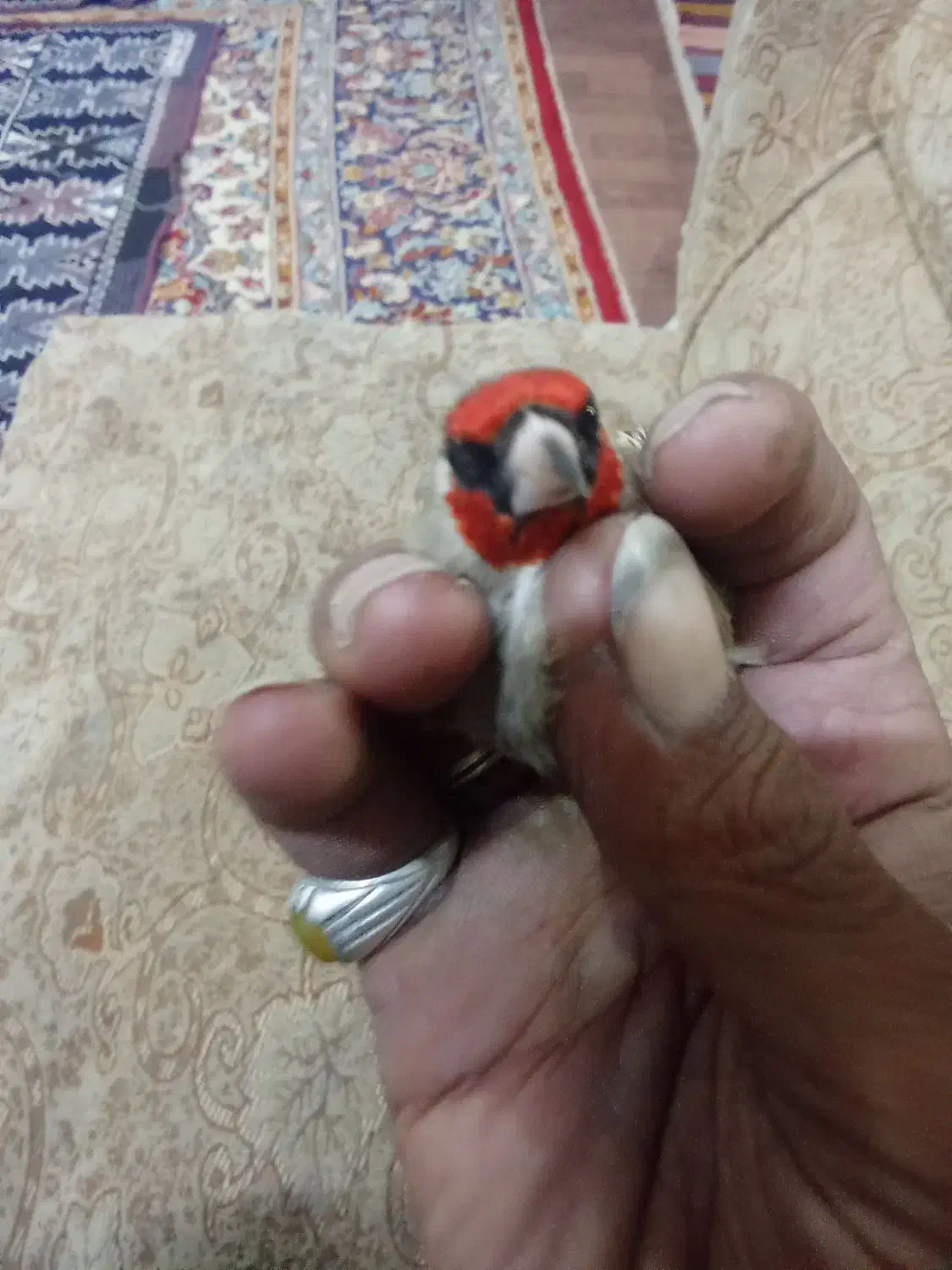 سره آواز خوان|پرنده|بیرجند, |دیوار