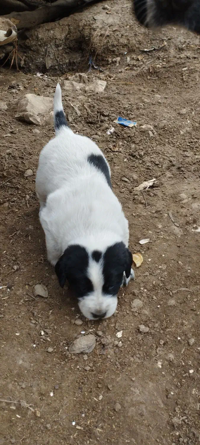 توله شکاری|سگ|مینودشت, |دیوار