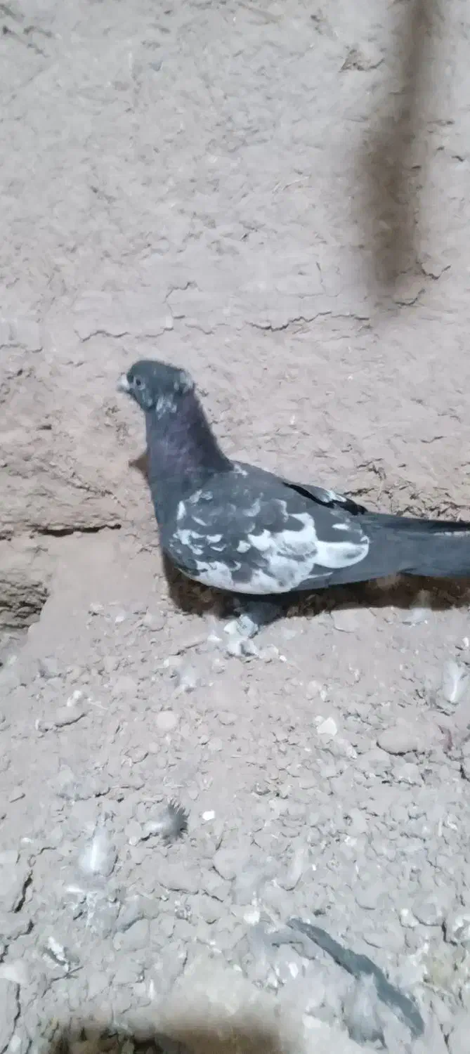 کبوتر|پرنده|زیرکوه, |دیوار