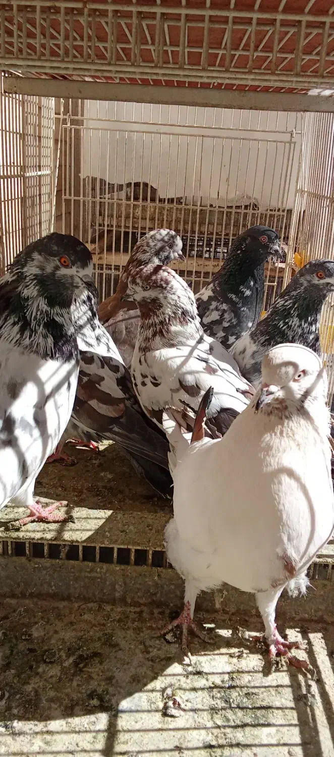 ذاغ و پرشی|پرنده|اصفهان, بهارستان|دیوار