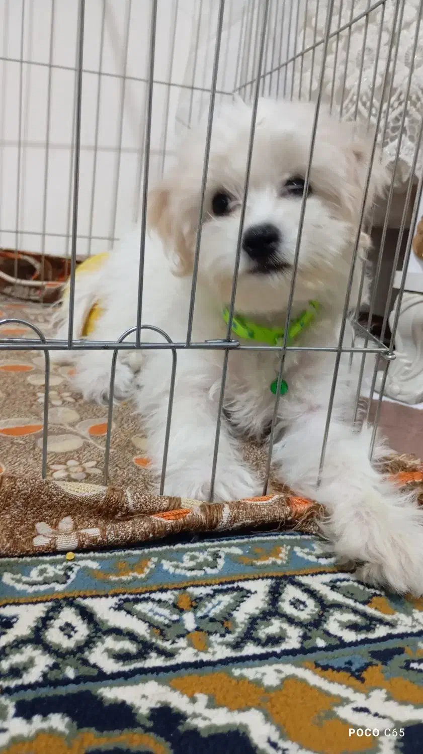 شیتزو پودل تریر|سگ|ارومیه, |دیوار