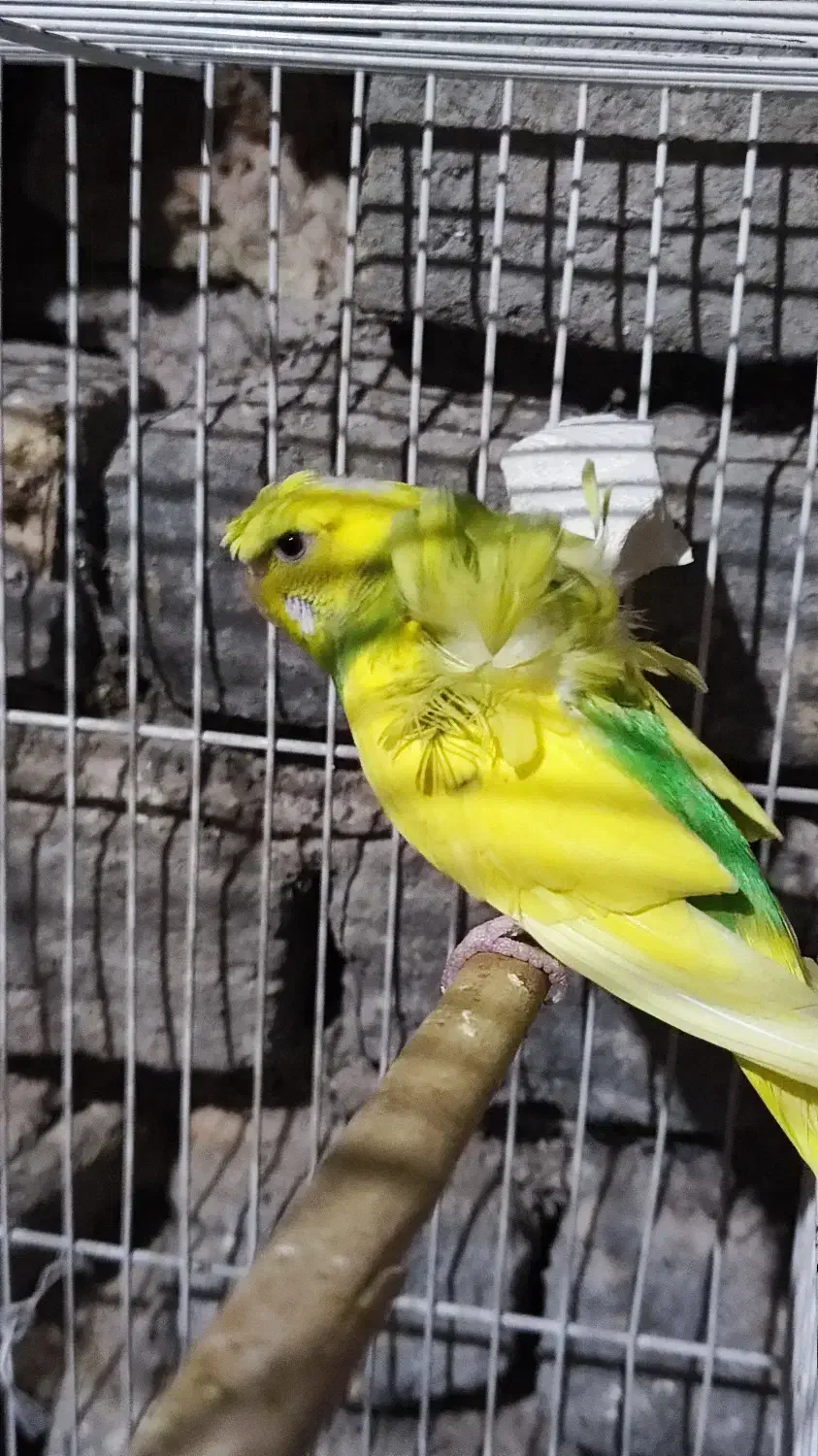 پرنده|پرنده|فردوس (خراسان), |دیوار