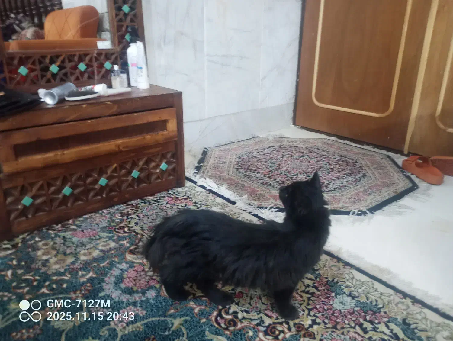 گربه سیاه پیدا شده|گربه|کرمان, |دیوار