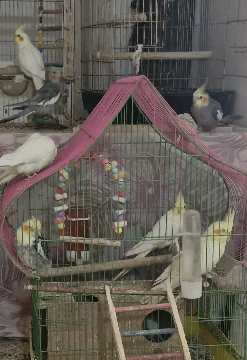 عروس هلندی|پرنده|کنگاور, |دیوار