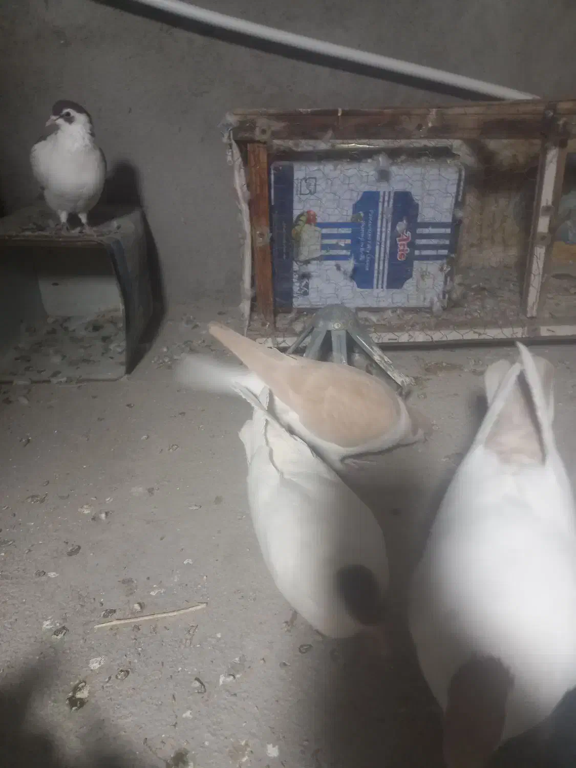 ساده زرد|پرنده|مشهد, انصار|دیوار