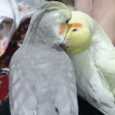 عروس هلندی گمشده|حیوانات|مشهد, انقلاب|دیوار