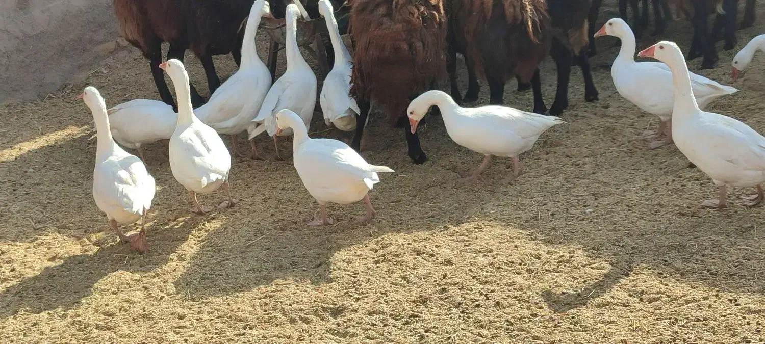 غاز چاقو چله|حیوانات مزرعه|سبزوار, ایزی شهر|دیوار