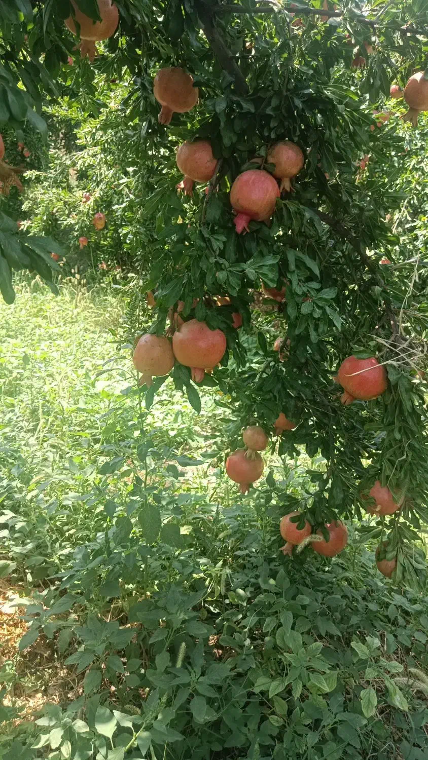 رب انار ،آب انار ،ناردونه سفیدوقرمز کوهمره سرخی|عمدهفروشی|شیراز, محمدیه|دیوار