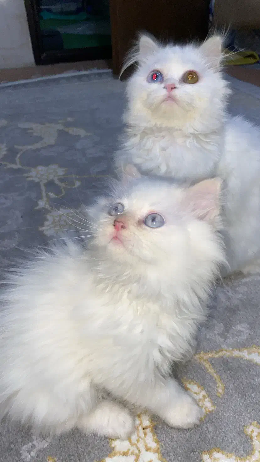 گربه|گربه|مشهد, وکیل‌آباد|دیوار