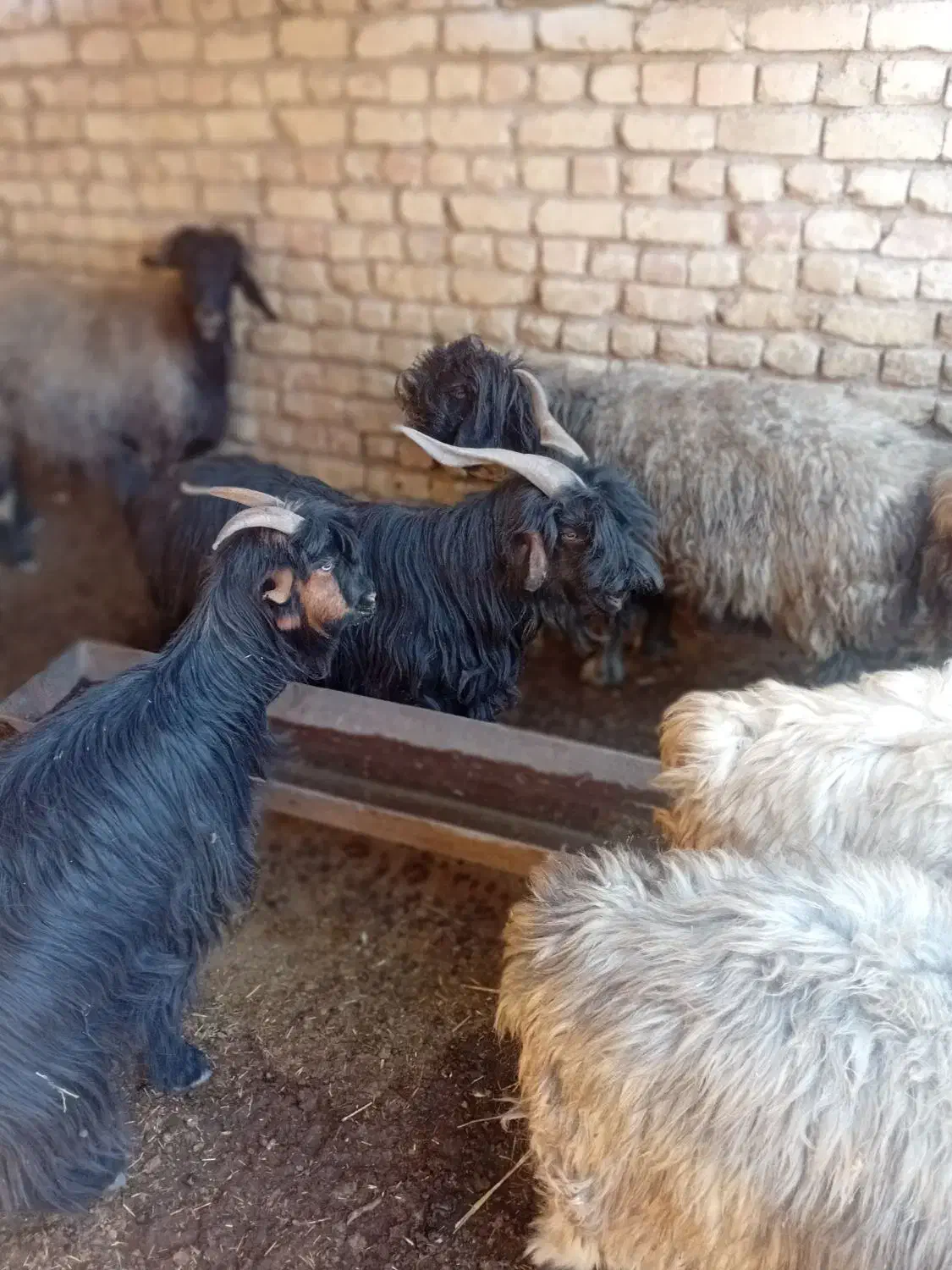 دوبر|حیوانات مزرعه|لنجان, |دیوار