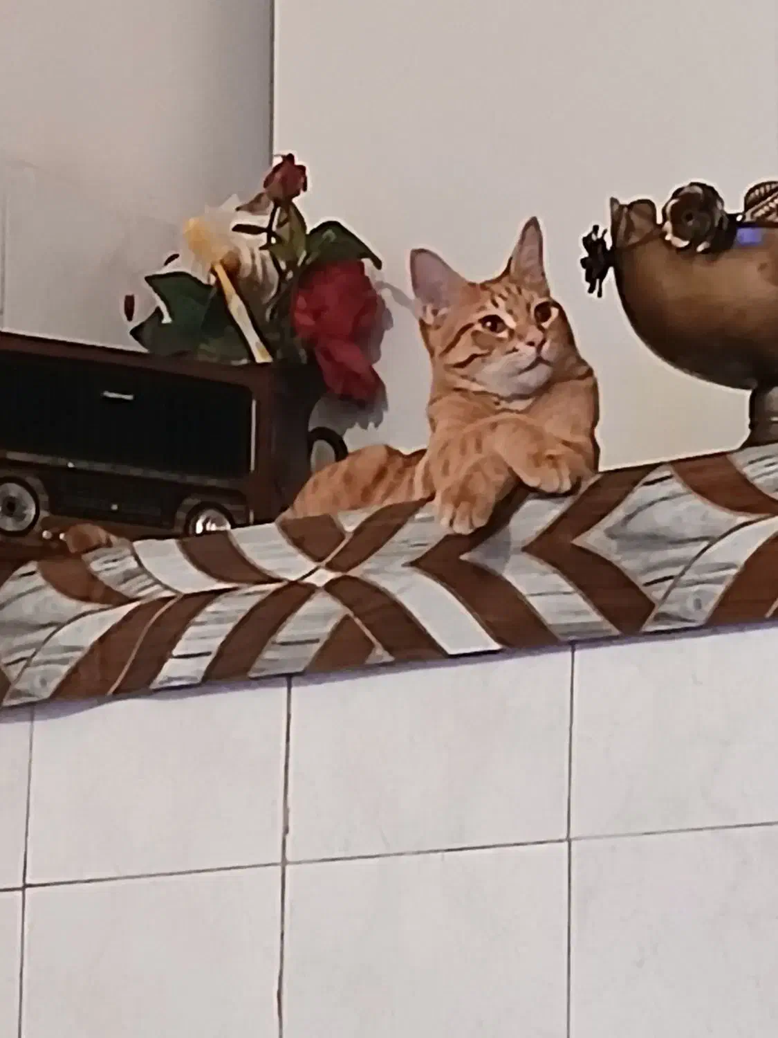 گمشده|گربه|کرمانشاه, |دیوار