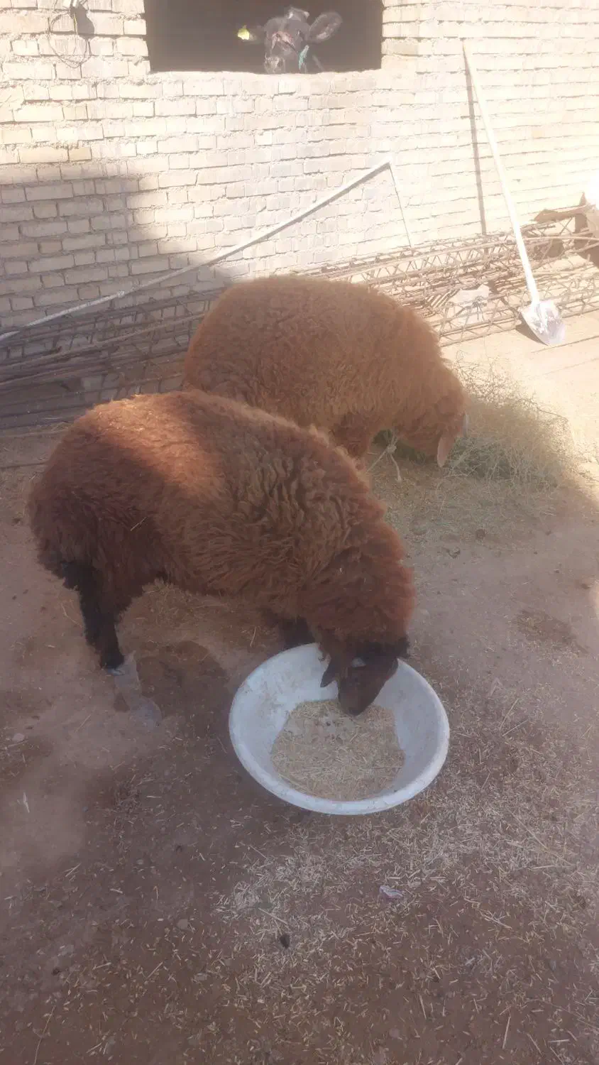 دو عدد بره چاق درجه یک تمیز|حیوانات مزرعه|کارون, |دیوار