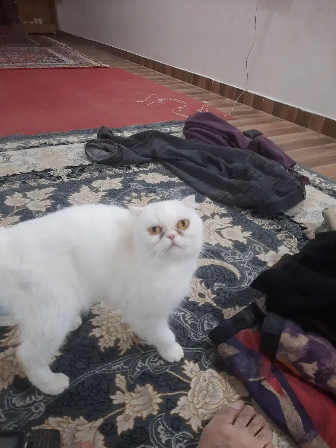 گربه پرشین ماده|گربه|آزادشهر, |دیوار