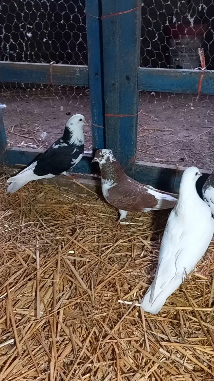 کبوتر پرشی|پرنده|رامیان, |دیوار