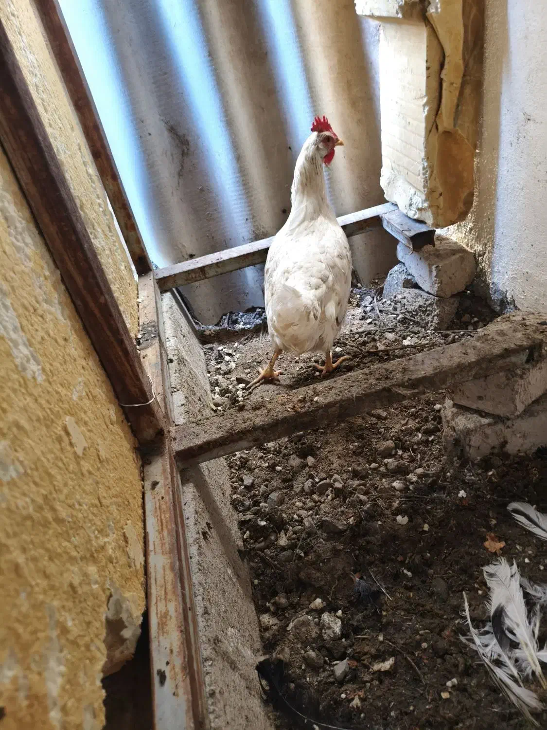 مرغ|حیوانات مزرعه|ماهدشت, |دیوار