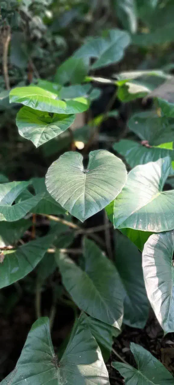 بابا آدم|گل و گیاه طبیعی|رحیم‌آباد, |دیوار