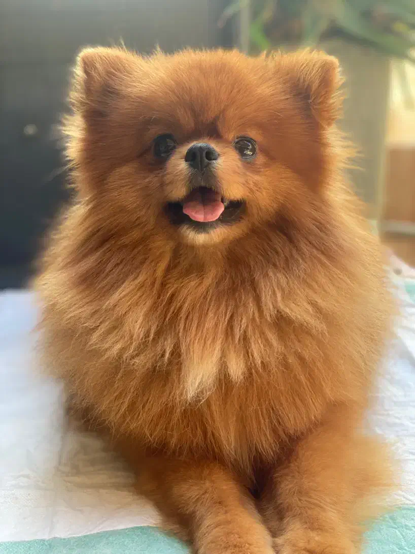 توله ‌ پامرانین خرسی عروسکی از این نر زیبا موجود م|سگ|رشت, حمیدیان|دیوار