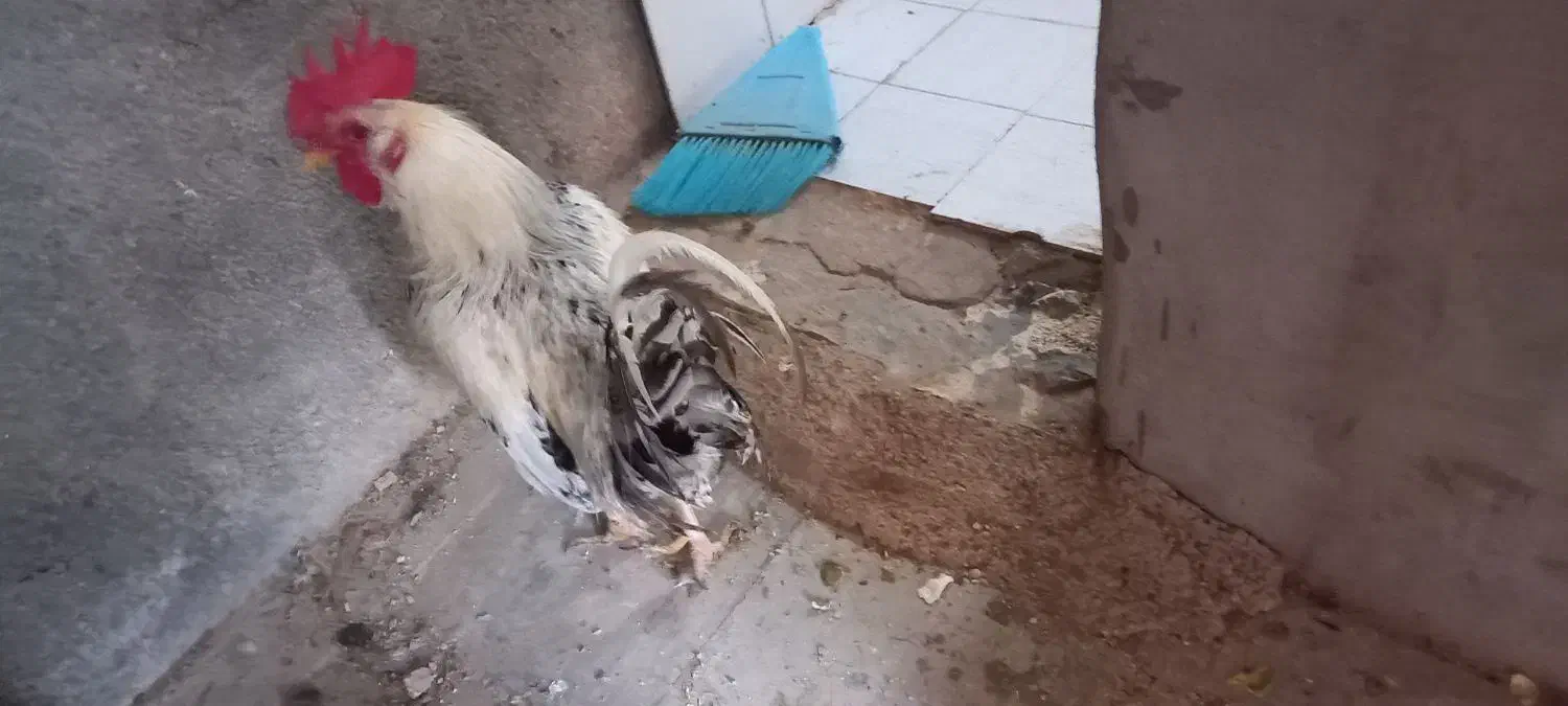 خروس محلی زیبا و سنگین کوهچنار|حیوانات مزرعه|کوه چنار, |دیوار