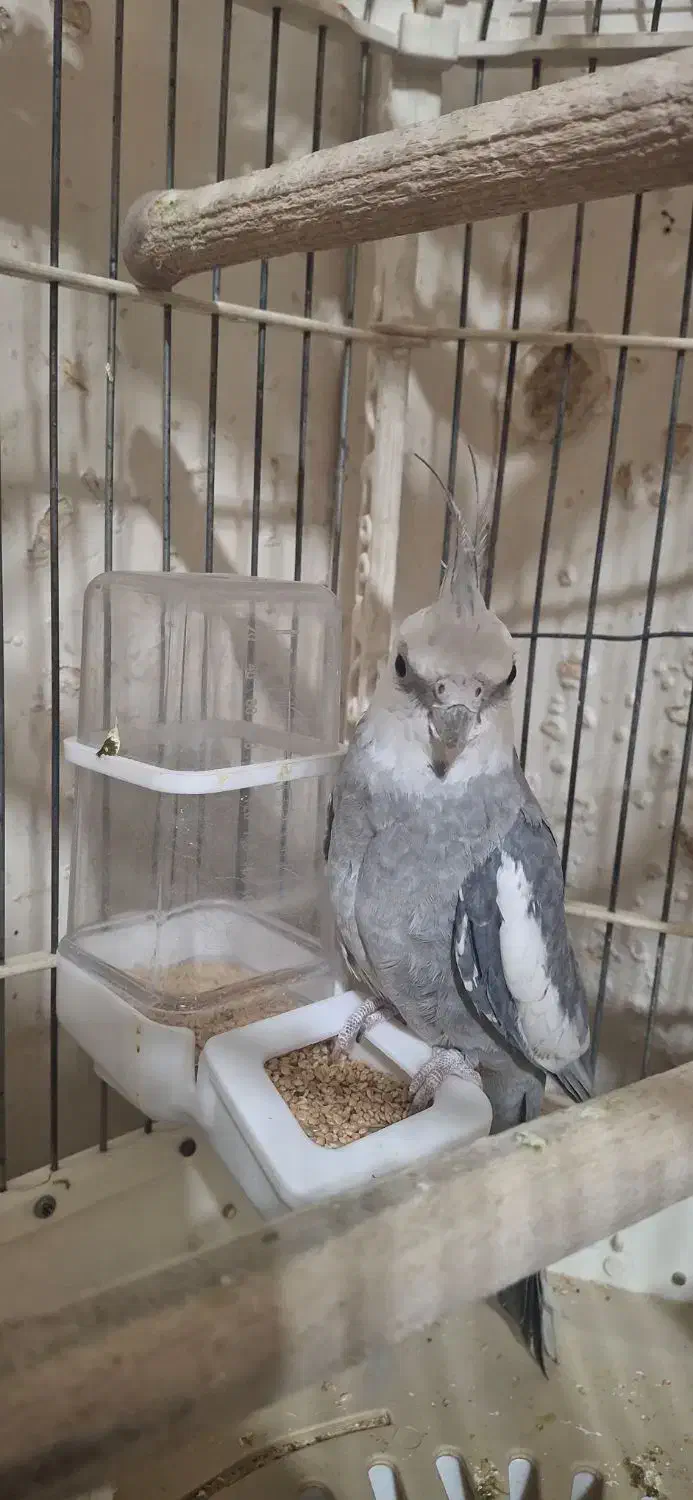 یک جفت عروس هلندی جوان و بالغ|پرنده|تهران, دولاب|دیوار