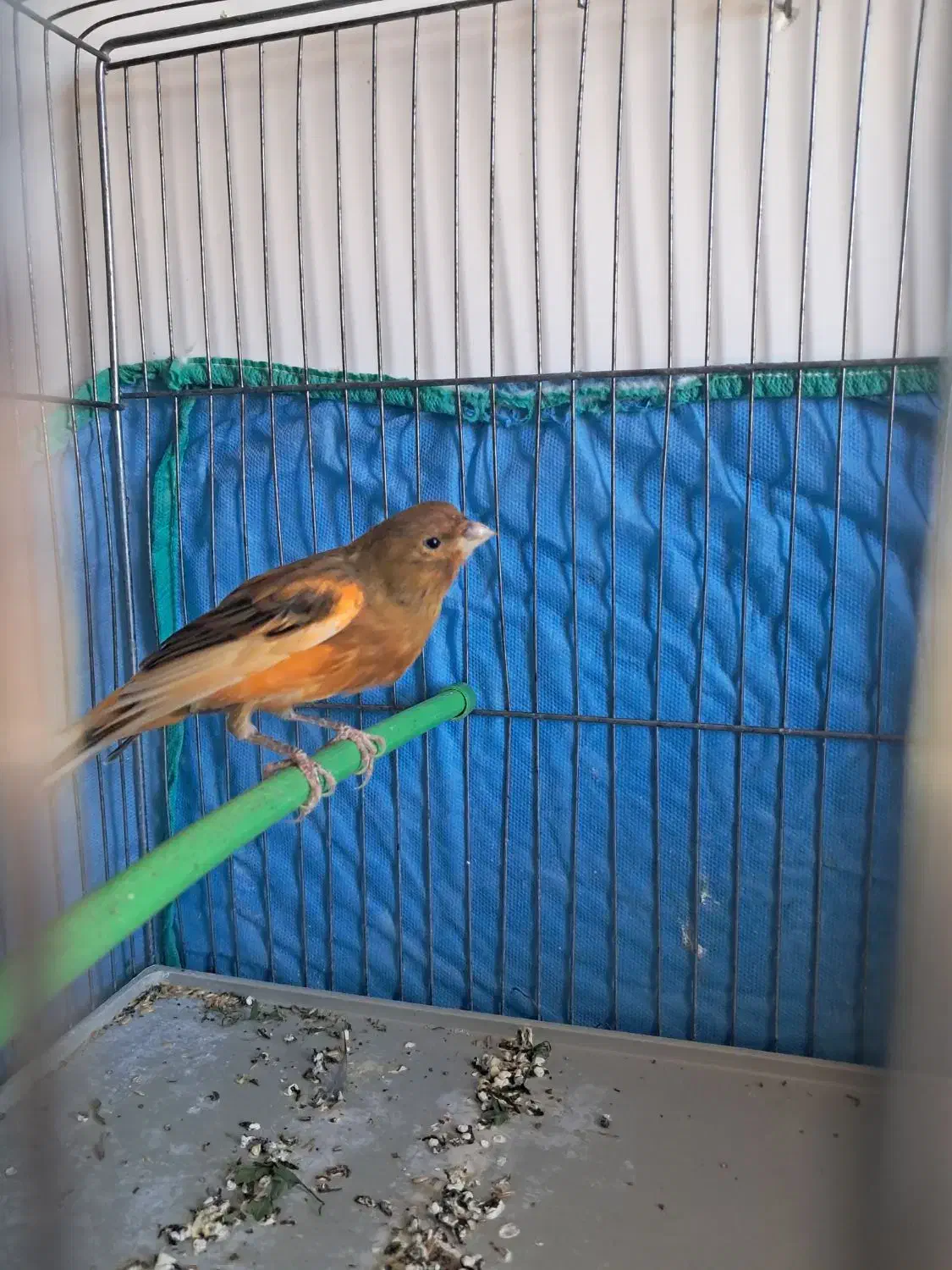 قناری ابلغ سرخ جوجه امسال|پرنده|صدرا-فارس, فاز ۲|دیوار