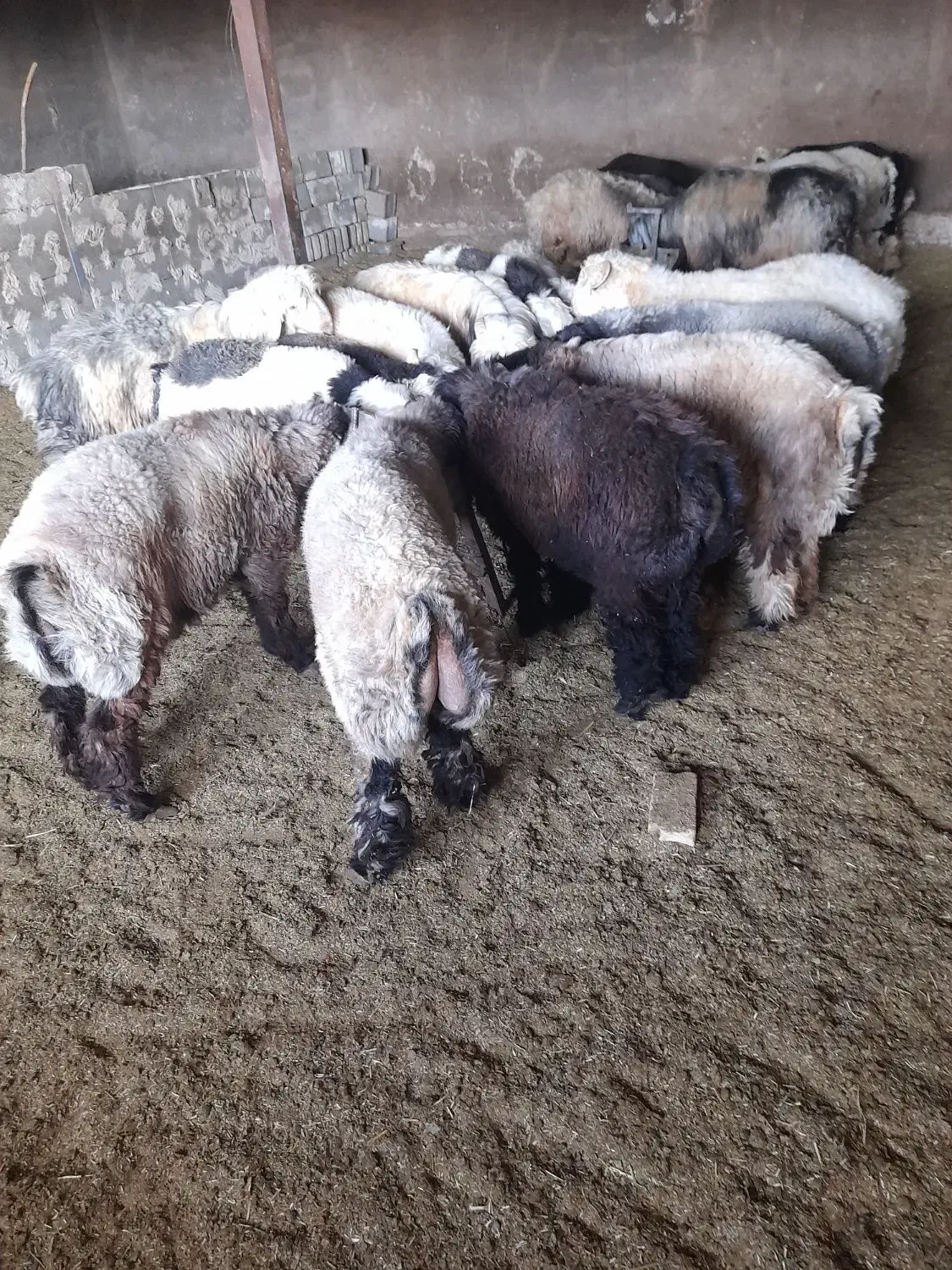 بره چاق|حیوانات مزرعه|بیضا, |دیوار