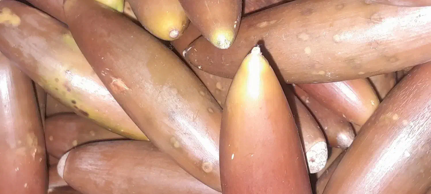 بلوط|عمده‌فروشی|شاهیوند, |دیوار