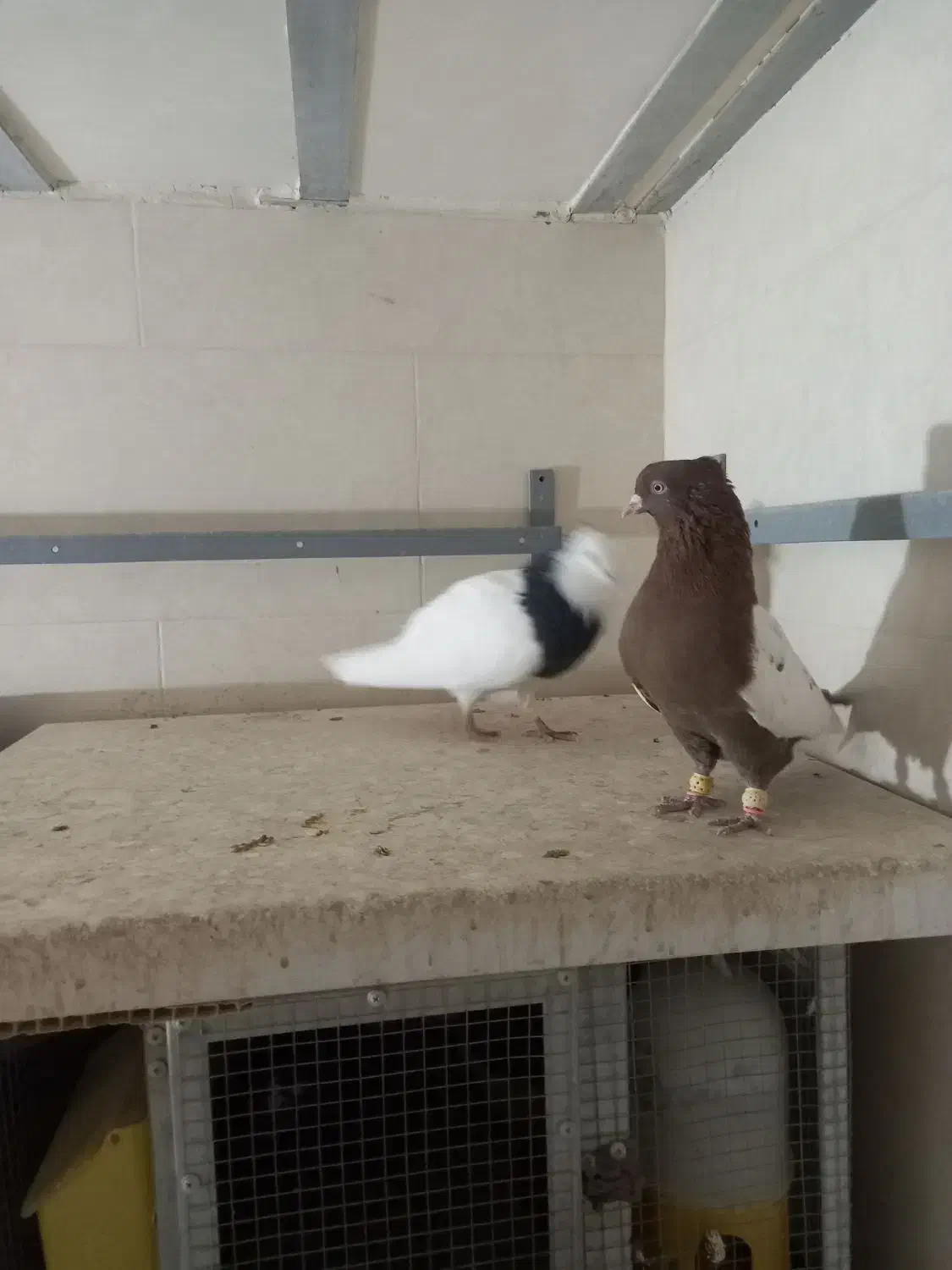 کفتر سینه سرخ نر وطوق سیاه نر|پرنده|صدرا-فارس, فاز ۲|دیوار