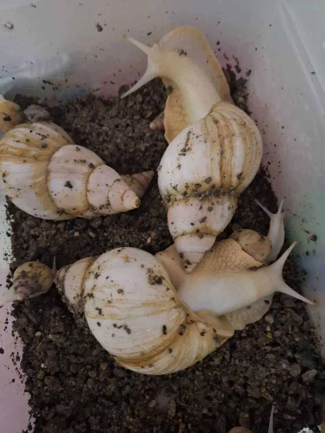 حلزون آلبینو مولد|خزنده|مشهد, سمزقند|دیوار