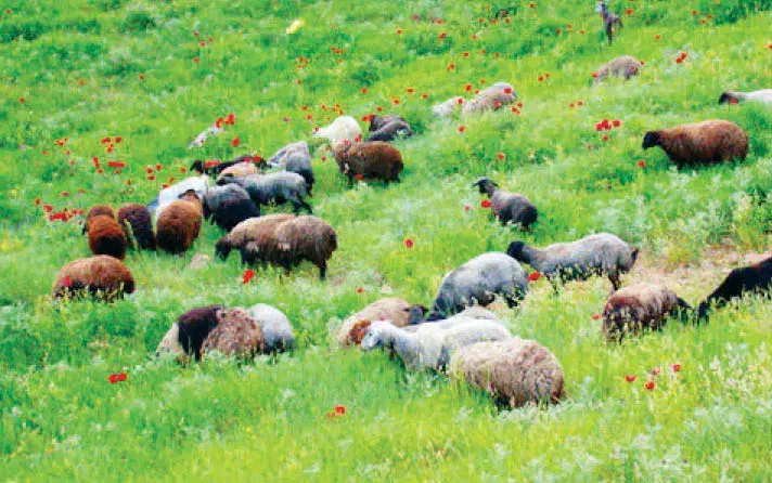 روغن زرد میش .|خوردنی و آشامیدنی|سبزوار, شهرک اندیشه|دیوار