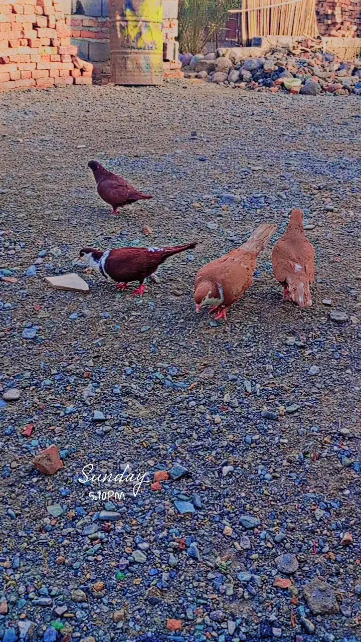 کفتر|پرنده|میرجاوه, |دیوار